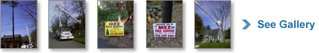 Tree Cutting Services Gallery